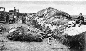 [photograph: Charles Rath, one of the first three Ford County
Commissioners, in Robert Wright's buffalo hide yard in 1878]