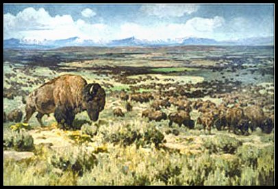 [Painting: Millions of American Bison - "buffalo" - roamed the plains of the midwest.]