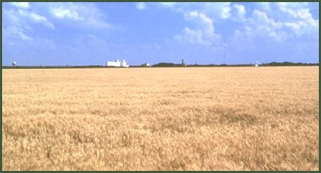 [Image Winter Wheat in the Golden Belt of Kansas, by the USDA.]