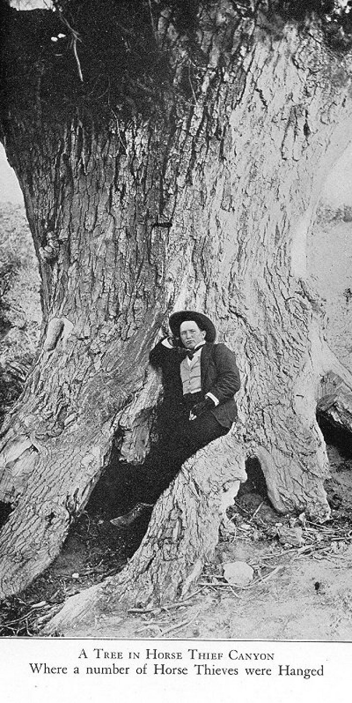 [photograph: 'A Tree in Horse Thief Canyon. Where a Number of
Horse Thieves Were Hanged.']