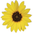 [This is the logo of the Kansas Heritage Group -- a sunflower, naturally. It's rather small and a pale yellow -- nothing like the real thing, but it's only a logo, after all. lhn]